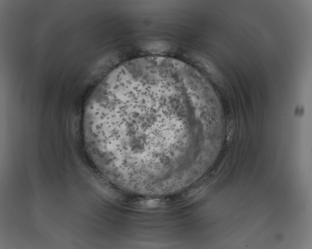 X0000091880365200710031746