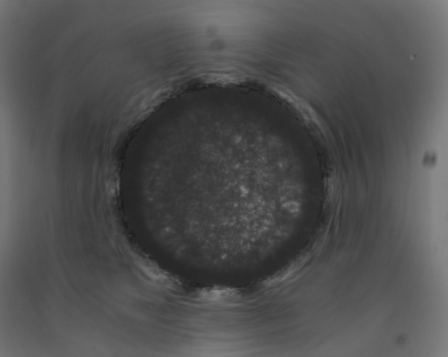 X0000091880517200710031744