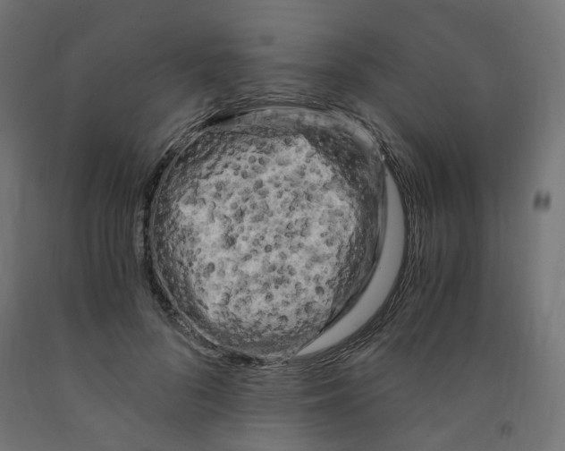 X0000091880696200710031742