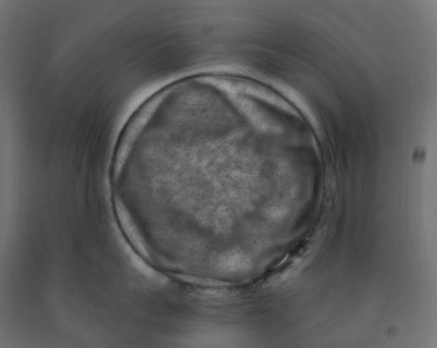 X0000091880959200710031739