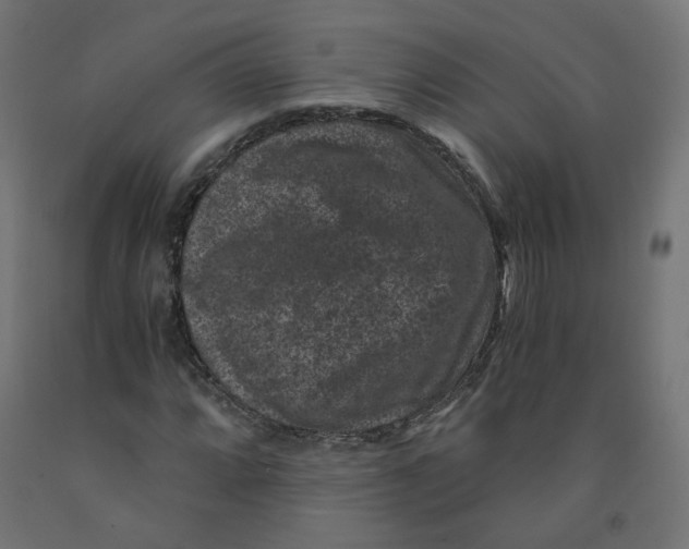 X0000091881064200710031737