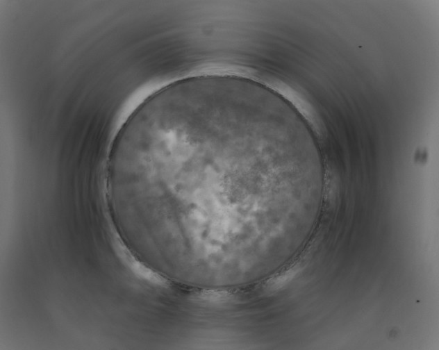 X0000091881094200710031736