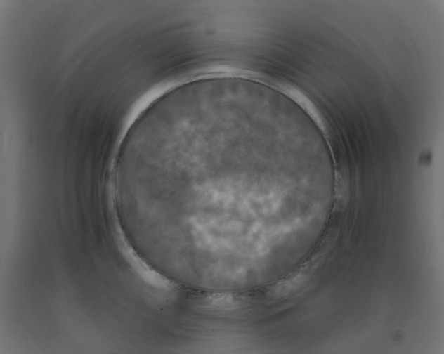 X0000091881098200710031736