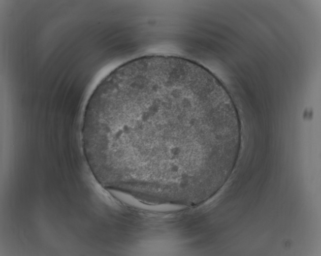 X0000091881248200710031735