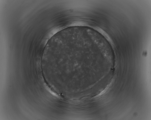 X0000091881337200710031734