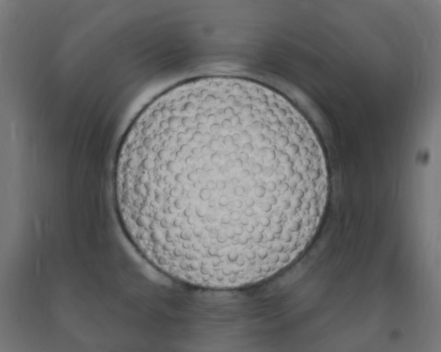 X0000091881432200710031733