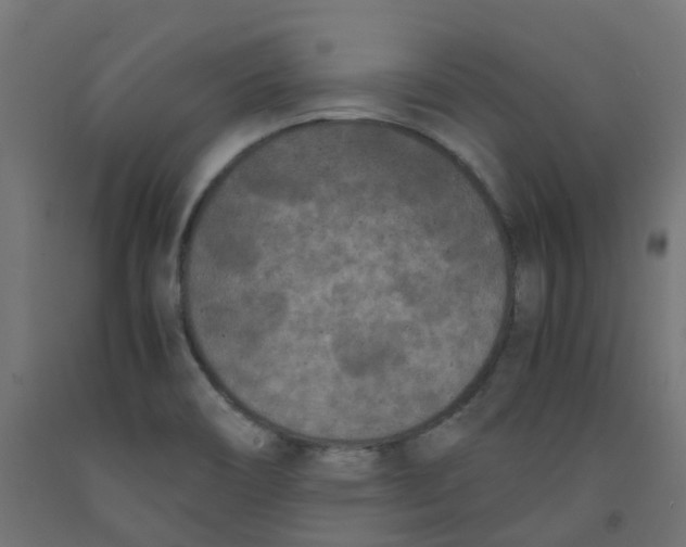 X0000091881466200710031732