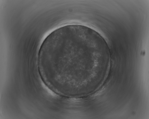 X0000091881527200710031731