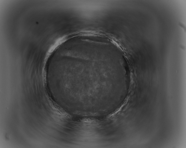 X0000091890343200709191222