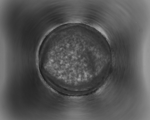 X0000091891088200709261635