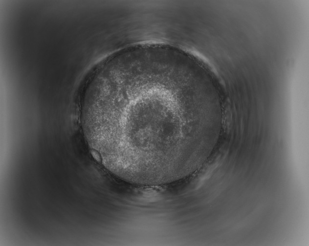 X0000091891255200709261633