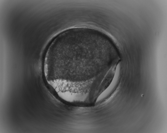 X0000091891506200709261630