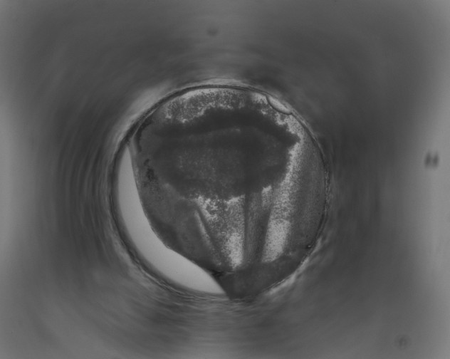 X0000091890055200710031810
