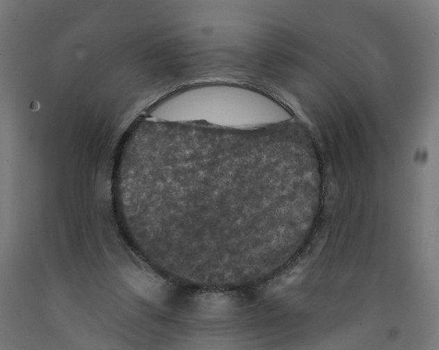 X0000091890299200710031808
