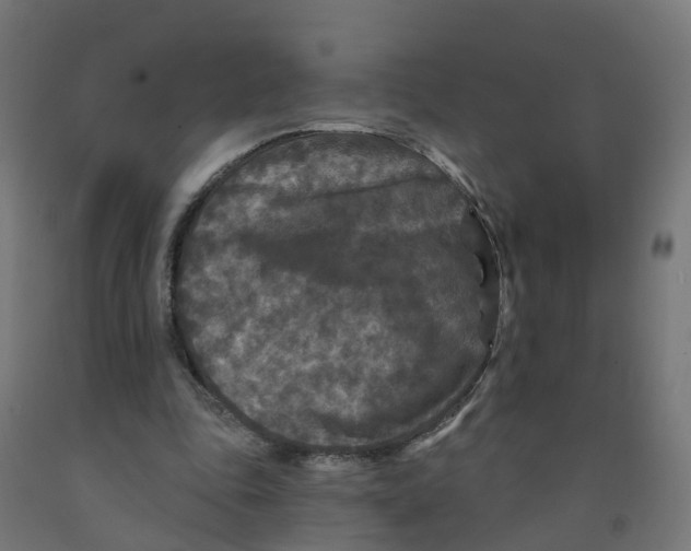 X0000091890343200710031807