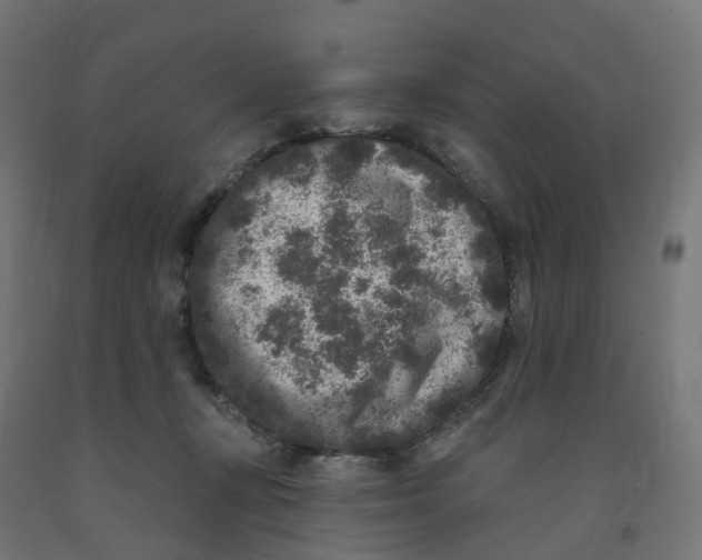 X0000091890367200710031807