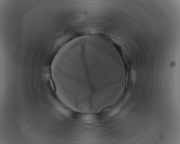 X0000091890383200710031807