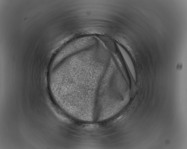X0000091890398200710031807