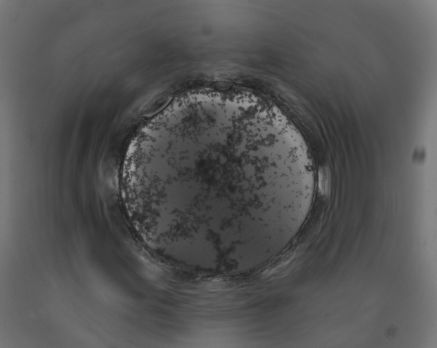 X0000091891155200710031756