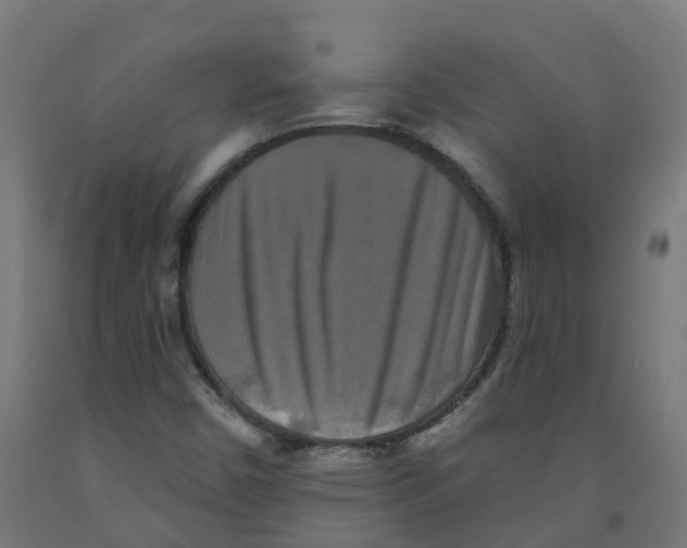 X0000091891450200710031752