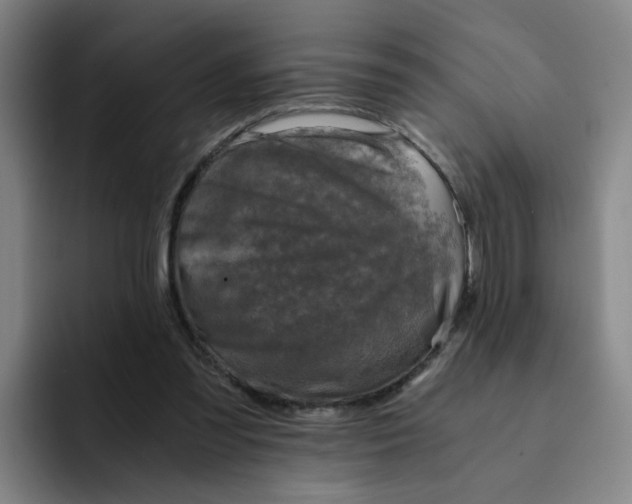 X0000091900301200709261702