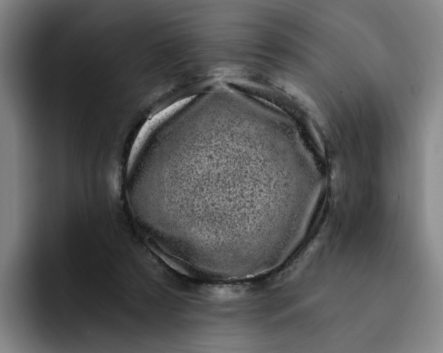 X0000091900305200709261702