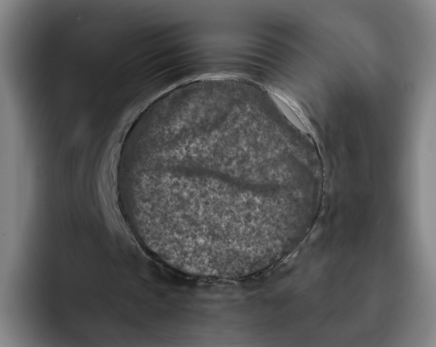 X0000091900337200709261701