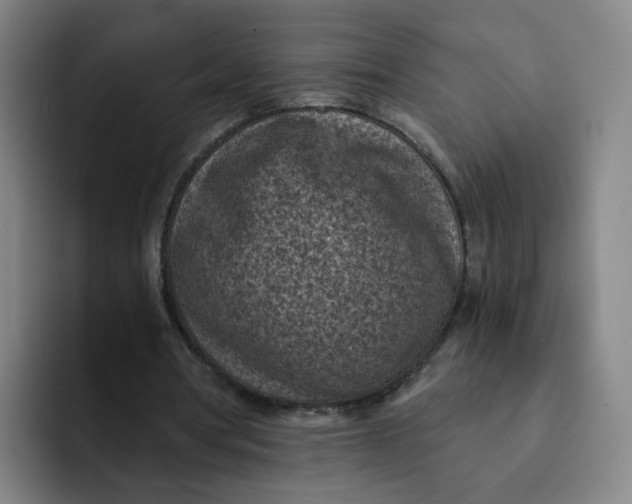 X0000091900386200709261701