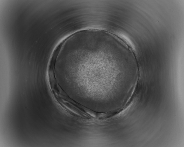 X0000091900952200709261655