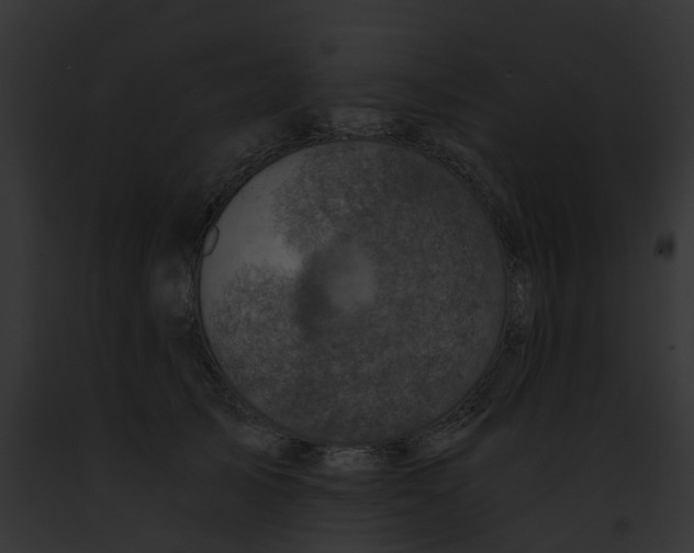 X0000091900705200710031202