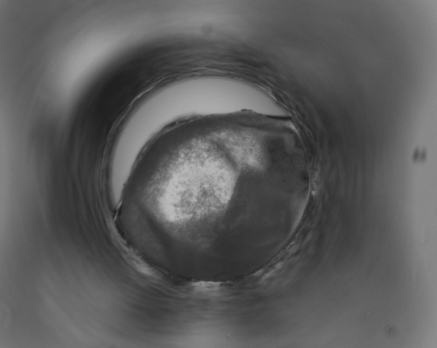 X0000091900052200710031830