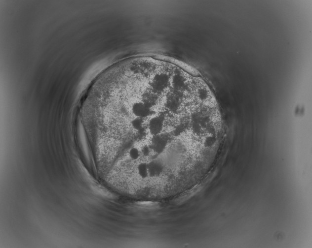 X0000091900053200710031830