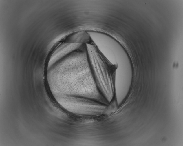 X0000091900438200710031825