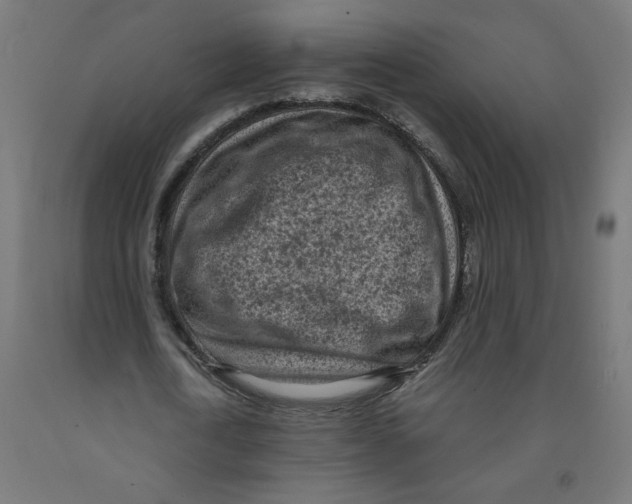 X0000091900722200710031821