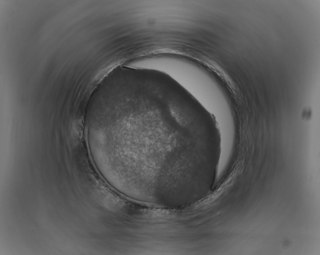 X0000091900785200710031821