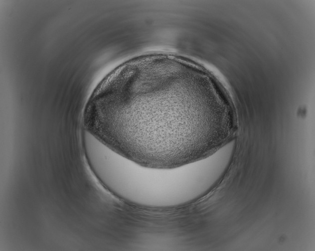 X0000091901295200710031815