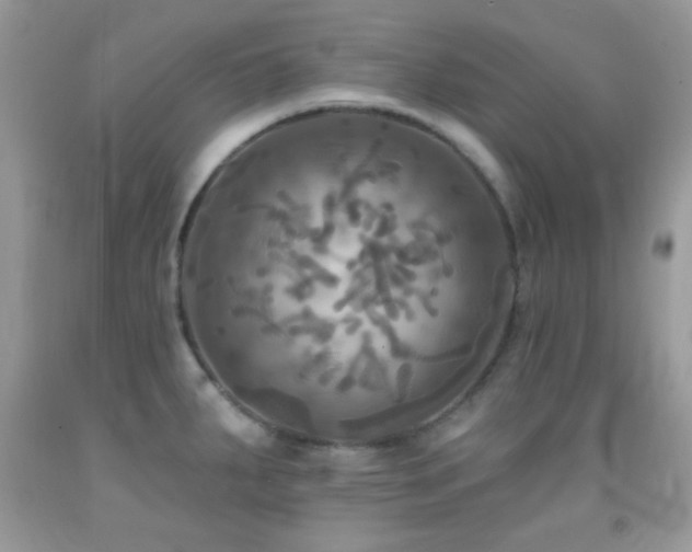 X0000091911287200709051411