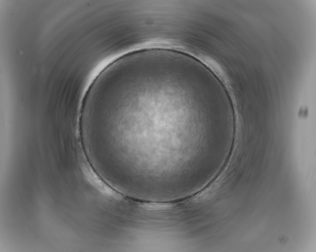 X0000091911296200709051410