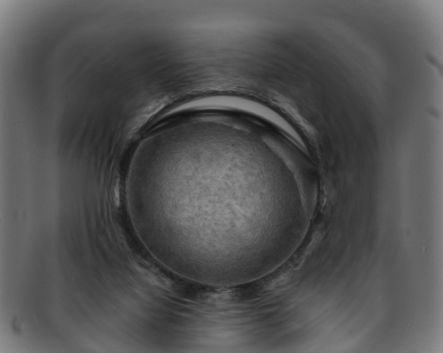 X0000091910068200709121525