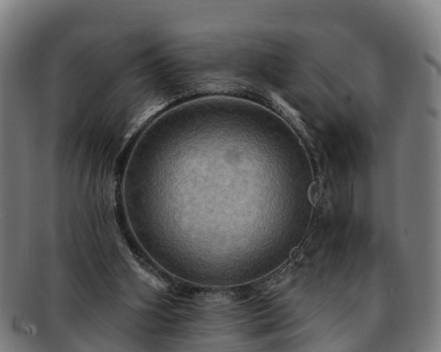 X0000091910106200709121525