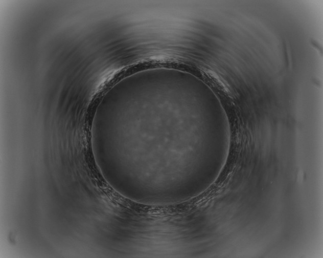 X0000091910776200709121516