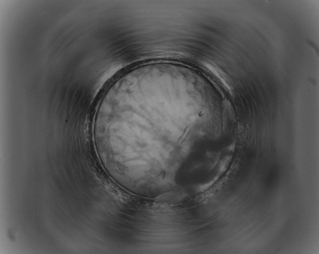 X0000091910875200709191318