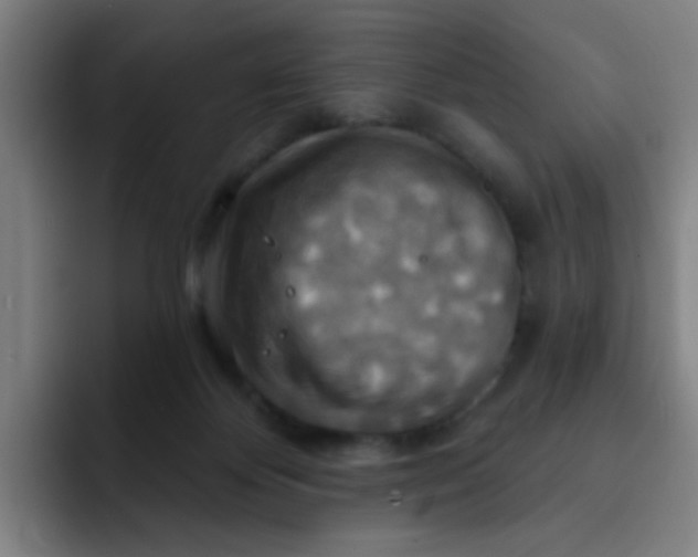 X0000091910124200709261723