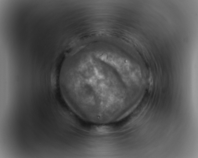 X0000091910268200709261721