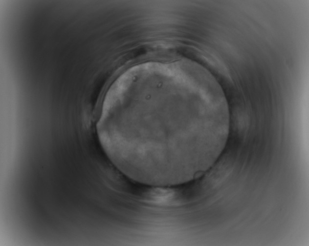 X0000091910328200709261720