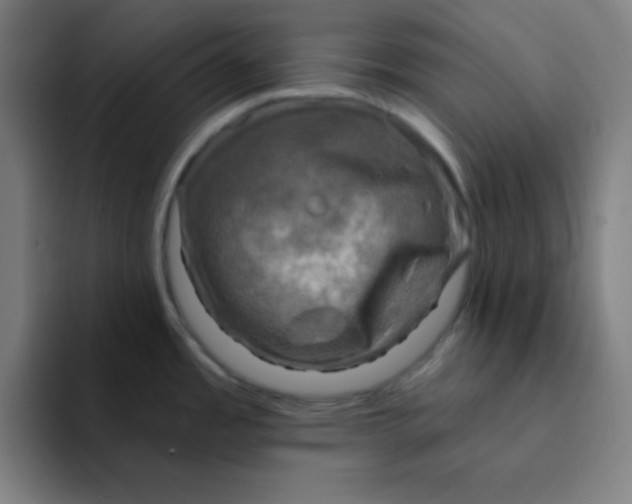 X0000091911485200709261707