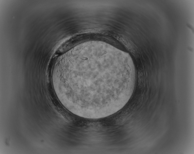 X0000091910628200710031019