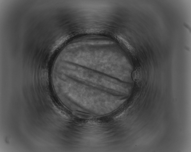 X0000091910684200710031019