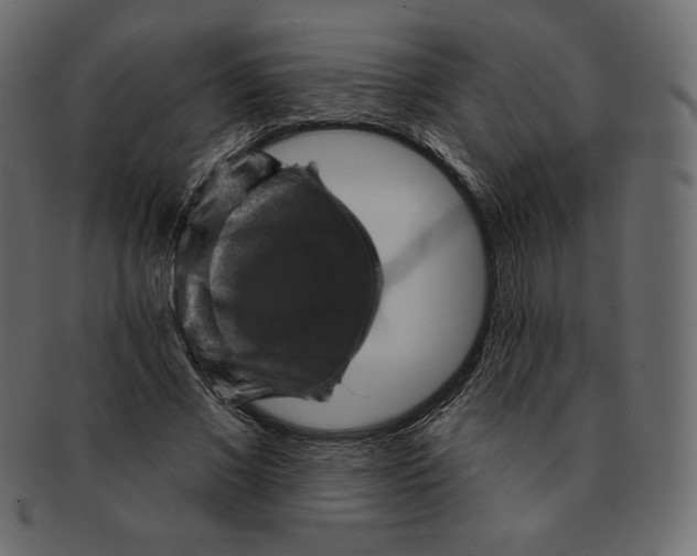 X0000091910685200710031019