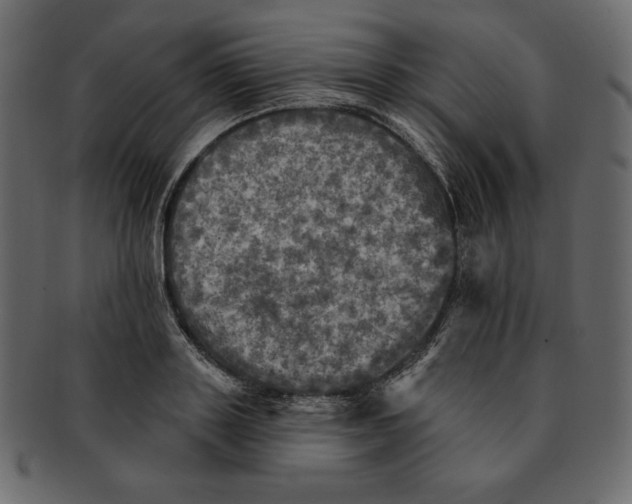 X0000091910843200710031017